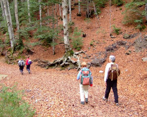 Randonnée en forêt - Club Leo Lagrange de Montauban